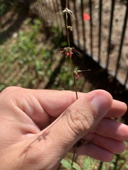 Oplismenus hirtellus setarius