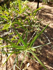Chilopsis linearis arcuata