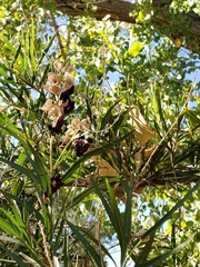 Chilopsis linearis arcuata