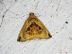 Eulepidotis osseata