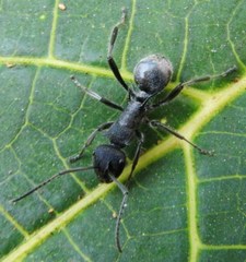 Polyrhachis clotho