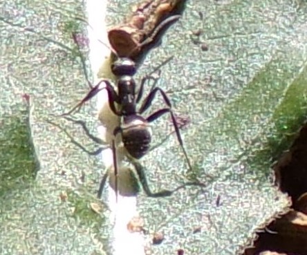 Formica fusca