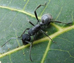 Polyrhachis clotho