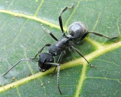 Polyrhachis clotho