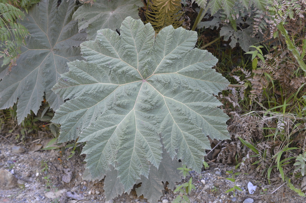 Gunneras