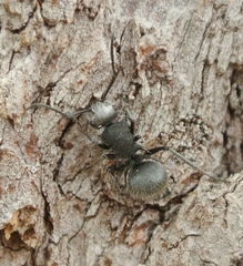 Polyrhachis senilis
