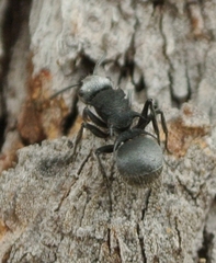 Polyrhachis senilis