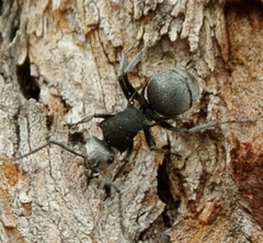 Polyrhachis senilis