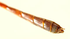 Enicospilus skeltonii