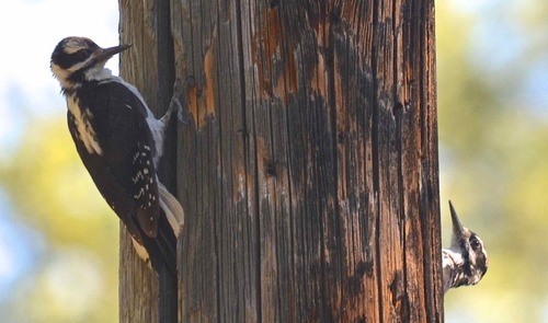 iNaturalist observation photo of Hairy Woodpecker