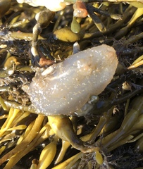 Ascidiella aspersa