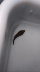 Lepadogaster purpurea