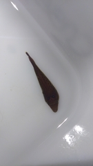 Lepadogaster purpurea
