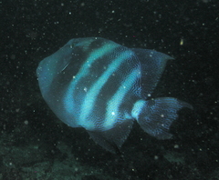 Pseudobalistes naufragium