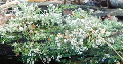 Cladonia botrytes
