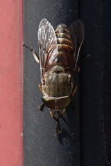 Tabanus eggeri