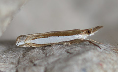 Crambus sperryellus