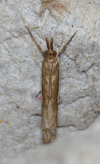 Crambus sperryellus