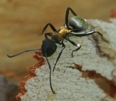 Polyrhachis ornata