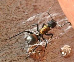 Polyrhachis ornata