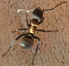 Polyrhachis ornata
