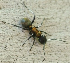 Polyrhachis ornata