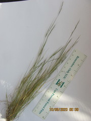 Aristida dichotoma
