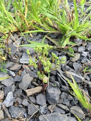 Paronychia fastigiata