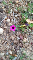 Petunia integrifolia