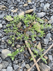 Paronychia fastigiata