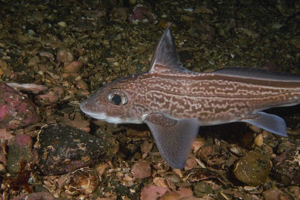 Rabbit Fish