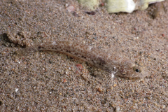 Favonigobius exquisitus