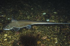 Rabbit Fish photo 3