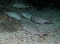 Cephalopholis colonus