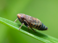 Deltocephalus pulicaris