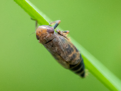 Deltocephalus pulicaris