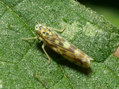 Eupteryx cyclops