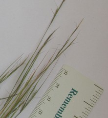 Aristida dichotoma