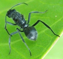 Polyrhachis clotho