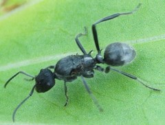 Polyrhachis clotho