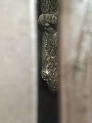 Gekko japonicus