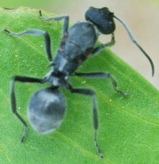 Polyrhachis clotho