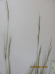 Aristida dichotoma