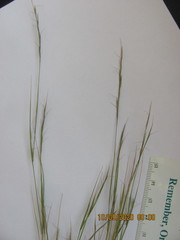 Aristida dichotoma