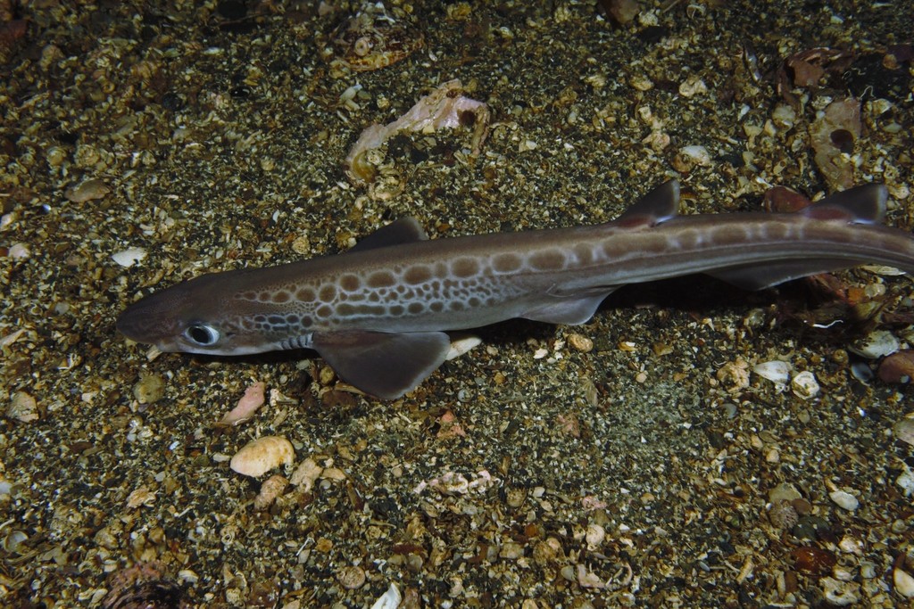 Blackmouth catshark (Galeus melastomus) — Scyliorhinidae