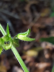 Salvia lyrata image