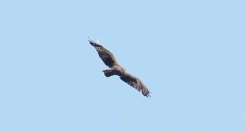 iNaturalist observation photo of Red-tailed Hawk