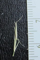 Aristida dichotoma