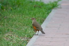 Turdus rufiventris