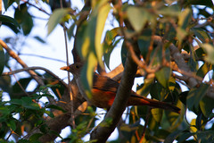 Turdus rufiventris